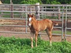 Hillview Paints and Quarter Horses
