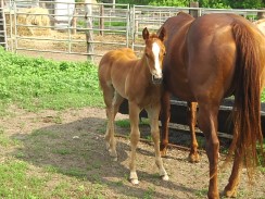 Hillview Paints and Quarter Horses