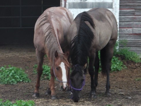 Hillview Paints and Quarter Horses - SK