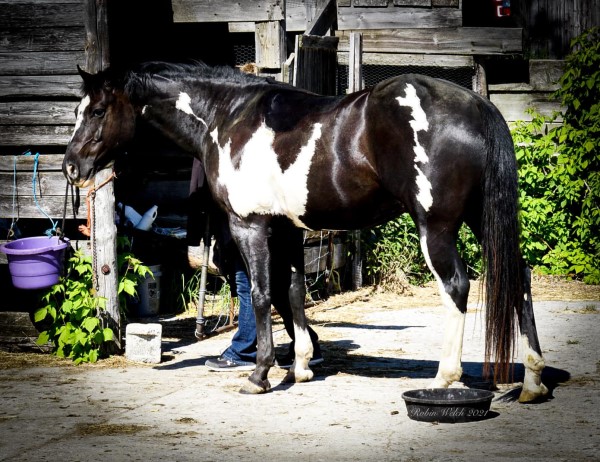 Hillview Paints and Quarter Horses - SK
