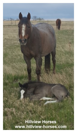 Hillview Paints and Quarter Horses for sale - SK