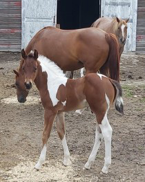 Hillview Paints and Quarter Horses - SK