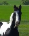 Hillview Paints and Quarter Horses - SK