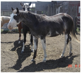 Hillview Paints and Quarter Horses