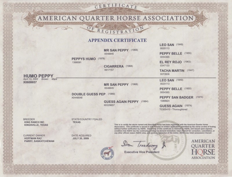 Hillview Paint and Quarter Horses for sale